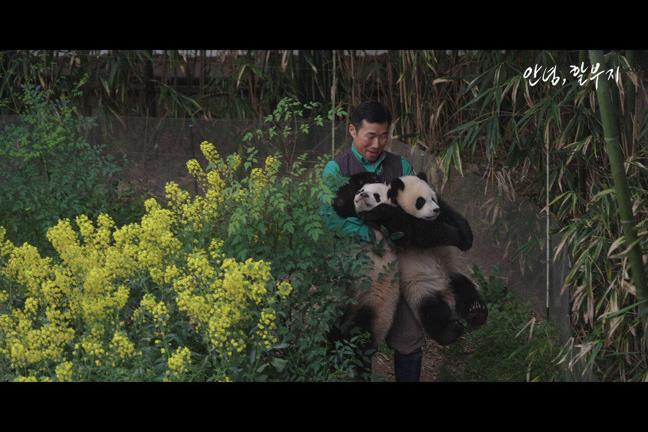 에버랜드, 푸바오와의 못다 한 이야기 영화로 만든다[연합뉴스]
