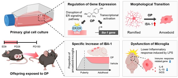 "임신 중 환경호르몬, 뇌 발달에 치명적…어른 돼도 지속"[연합뉴스]